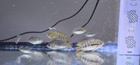 Archocentrus multispinosus 