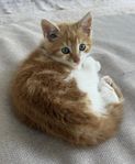 Kattunge 12 veckor