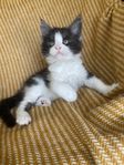 Maine Coon killar med stamtavla i SVERAK 