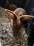 Kaniner New Zeeland 5 månader