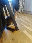 Maincoon/blandras hona