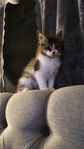 Kattunge 