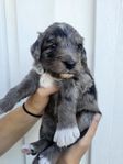 Aussiedoodle valpar