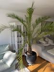 Stor Jättefin Palm