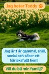 Omplacering av Teddy