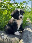 Border Collie valpar