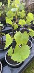 Druvranka plantor sticklingar från gröna vindruvor 
