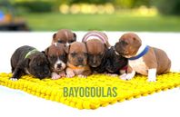 Staffordshire bullterrier valpar SKK