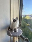 helig birma kattungar 