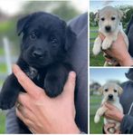 Labrador korsningar