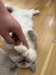 Ragdoll kattunge (Leveransklar)