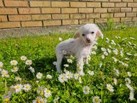 Chinese crestad dog