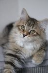 Sibiriska katter med stamtavla