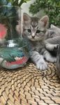 kattungar 
