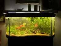 230 liters akvarie