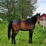 Hoppstammad - Snygg ädel 2 åring m. potential - e:Emmerton