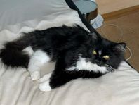 Brittisk korthår+Maine Coon