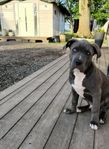 American Bully XL