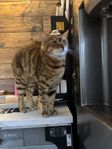 Bengalhona 8 år