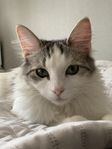 bailey 3år 