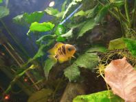 Gul zebraciklid (Nanolatus)