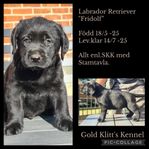 Labrador Retriever hane