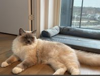 Mysig ragdoll till salu