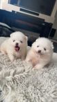 Pomeranianvalpar söker trygga och kärleksfulla hem
