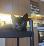 Blandras kattungar 