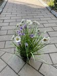 Plastblommor / Plastväxter