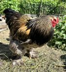 Brahma