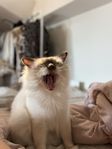 Katten Jansson 