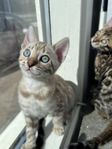 Bengal kattungar 