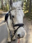 mörkbrunt träns