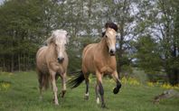 Alva och Luna 2 ston 7 år