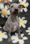 American Hairless terrier