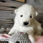 Samojed, valp m stamtavla 