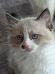 Leveransklara ragdoll kattungar med stamtavla