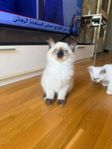 Ragdoll kattungar