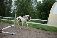 Skäckhingst 