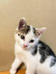 Kattungar