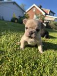 fransk bulldog 