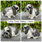 Kaninungar Lilla Tysk Vädur 