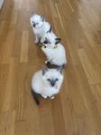 kattungar 