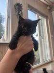 Kattungar 