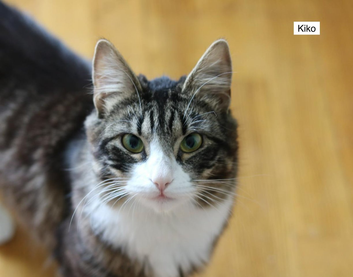 Katter för omplacering