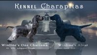 Cocker Spaniel valpar