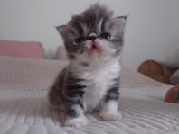 PERSER KATTUNGE