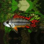 Apistogramma cacatuoides