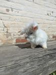 Söt vit fluffig kaninhane